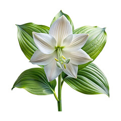 Obraz premium A stunning white flower with vibrant green leaves on a light background