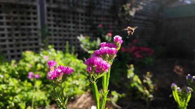 Salem flower (Limonium sinuatum) with bee in slow motion: 4K close-up footage of colourful statice flowers, pollination, macro nature and garden scene