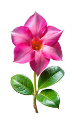 Obraz premium Exquisite Dipladenia Flower showcasing its vibrant pink petals and lush green leaves