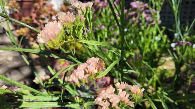 Salem flower (Limonium sinuatum) with bee in slow motion: 4K close-up footage of colourful statice flowers, pollination, macro nature and garden scene