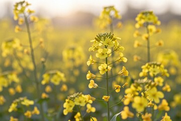 Obraz premium A field of yellow flowers in the middle of a field_1