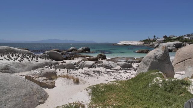 A waddle of Jackass penguins on boulders and the beach, with some rafting at a distance in the sea at Boulders Beach, Cape Town, against a backdrop of False Bay, beach houses, and mountains.