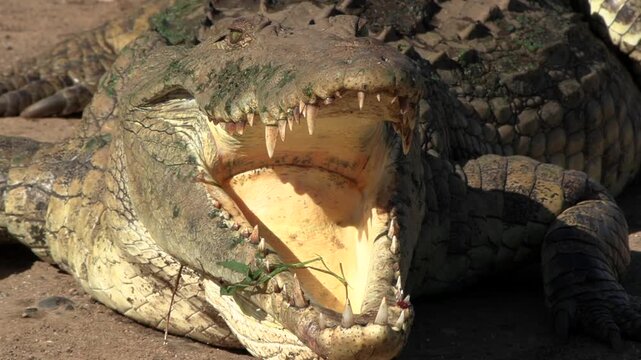 An African Nile crocodile rests at the water&rsquo;s edge, slowly opening and closing its massive jaws. The ancient reptile reveals rows of sharp teeth while remaining calm and motionless.