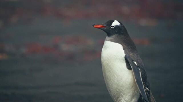 Telephoto tracking shot of single gentoo penguin walking with vivid orange bill and crisp plumage sharply isolated against warm bokeh red algae background at Point Wild in Elephant Island