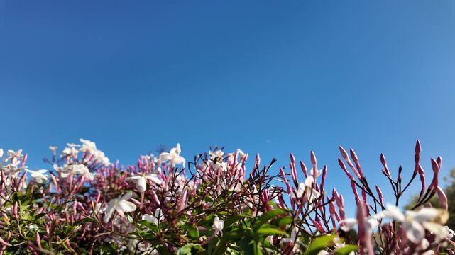 Sweet or Winter Jasmine (Jasminum polyanthum) on fence with blue sky: 4K close-up footage of blooming white and pink flowers with bee pollination in natural garden setting