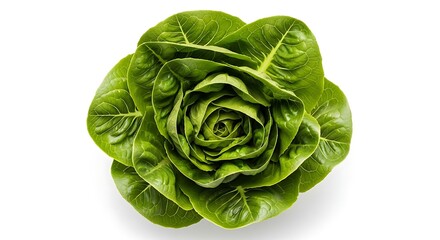 Obraz premium Fresh green romaine lettuce head on white background