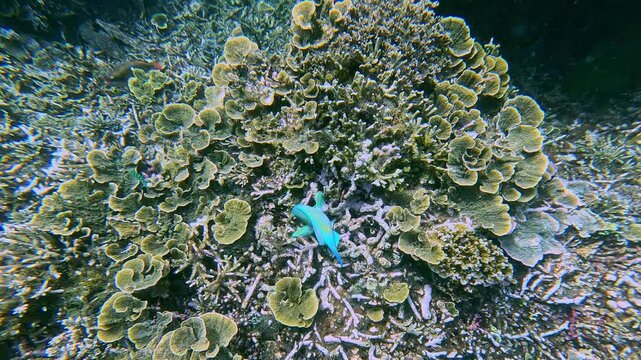 Candid snorkeling POV to a palenose parrotfish (scarus psittacus) foraging for algae among the intricate structures of yellow scroll coral (turbinaria reniformis) growing from broken corals