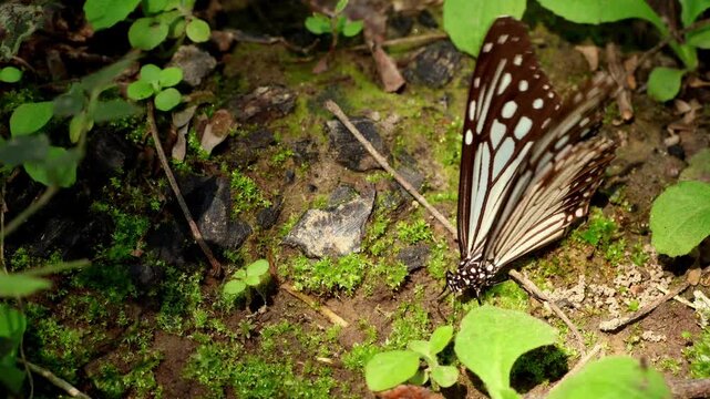 A detailed realtime macro style wildlife clip capturing a Glassy tiger butterfly (Parantica aglea) engaged in mineral puddling behavior.