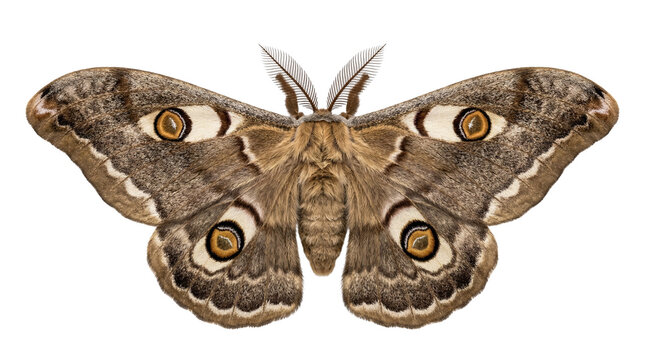 Close-up studio shot of a beautiful brown and white emperor moth with distinct eye-like patterns on its wings, showcasing intricate natural details and textures