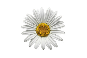 Obraz premium Daisy flower head with white petals and yellow center blooming, representing nature, spring, and purity with transparent background
