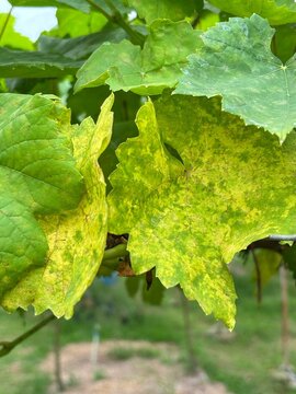 grapevine leaves exhibiting significant yellowing (chlorosis)yellow spots on the upper leaf surface are characteristic symptoms of downy mildew, caused by the fungus Plasmopara viticola.