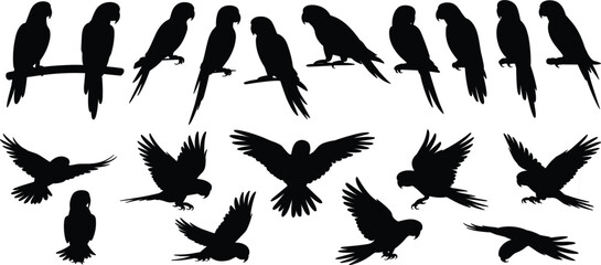 Parrots Silhouettes Perched and Flying on White Background bird birds © Ariful