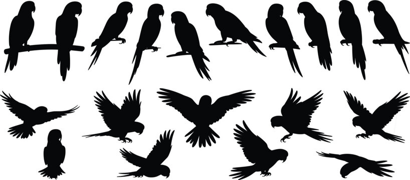 Parrots Silhouettes Perched and Flying on White Background bird birds