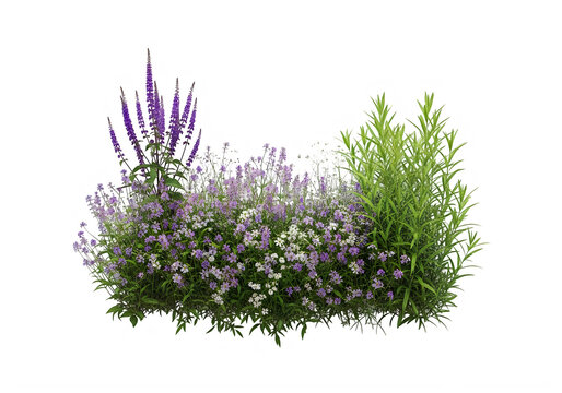 A vibrant garden bed featuring tall purple salvia spikes alongside lush green foliage and flowers