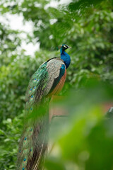 Obraz premium Indian Peacock, Indian peafowl, also known as the common peafowl, or blue peafowl