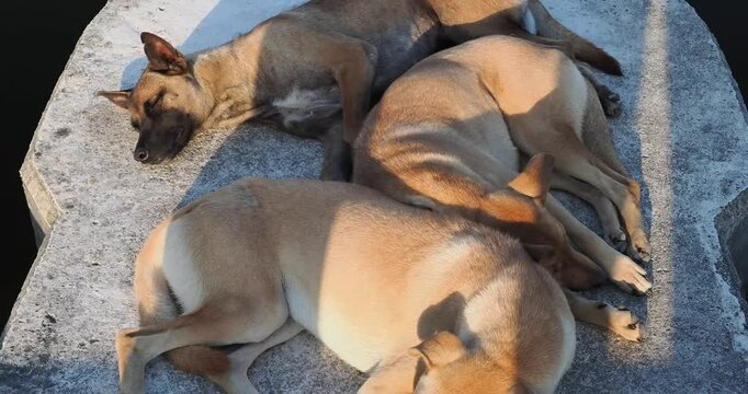 Dog was lying in the sun at the drainage gate.