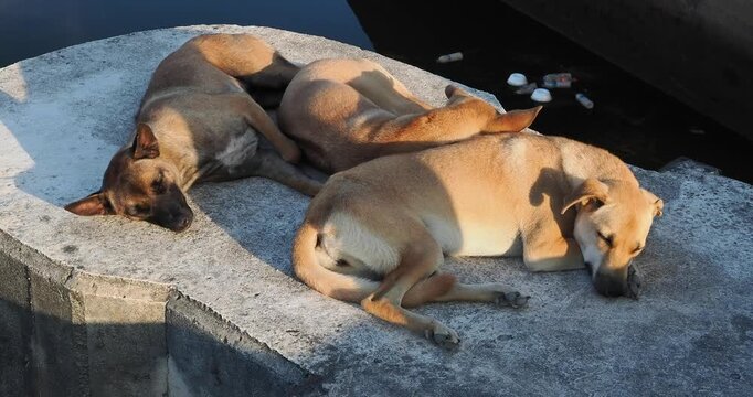 Dog was lying in the sun at the drainage gate.