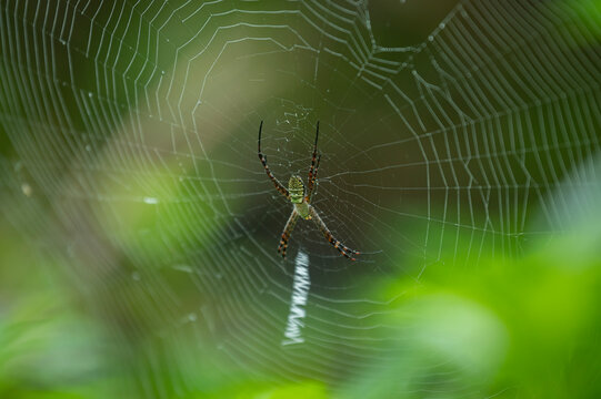 Giant Wood Spider (Nephila pilipes), Family (orb-weaver spiders)