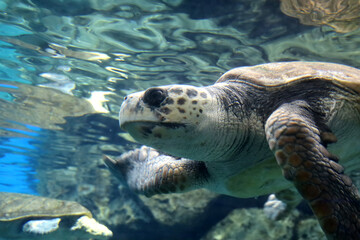 Obraz premium A large sea turtle swims in the aquarium