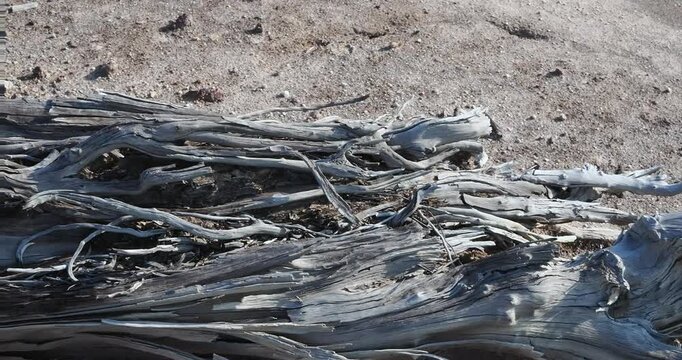 Decaying tree stumps buried in the soil.