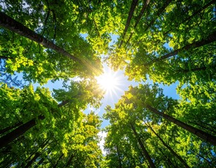 Obraz premium Looking upwards through vibrant green trees toward the brilliant, sunlit sky