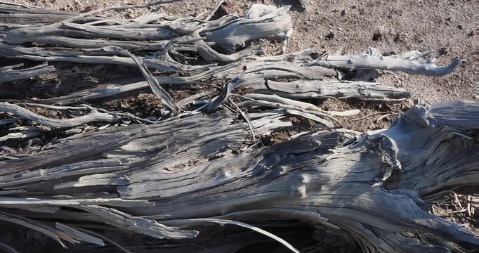 Decaying tree stumps buried in the soil.