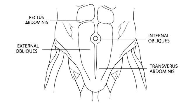 Detailed diagram of the human abdominal muscles showing rectus, obliques, and transversus abdominis.