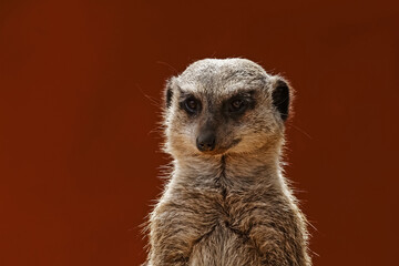 Fototapeta premium Portrait d'un suricate