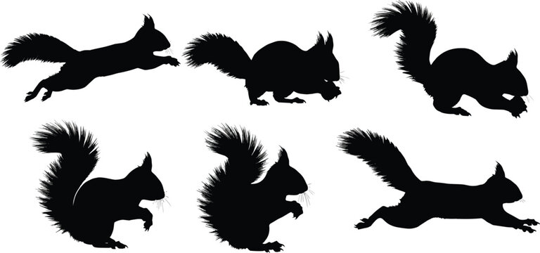 Red squirrel silhouette collection. Forest rodent wildlife vector set. Black isolated squirrel poses jumping, running and sitting with bushy tail.