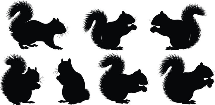 Grey squirrel silhouette set. Woodland rodent wildlife vector collection. Black isolated squirrel poses sitting, eating and holding nut with fluffy tail.