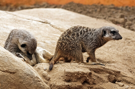 Suricates sur des rochers