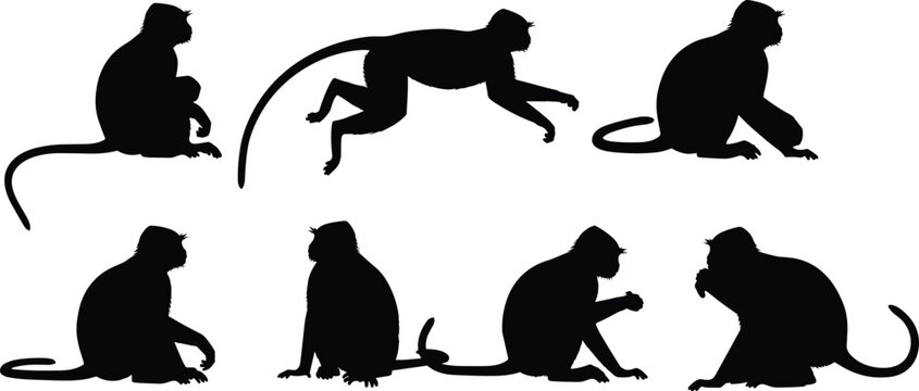 Langur monkey silhouette set. Asian primate jumping, sitting and interacting poses. Long tail forest monkey wildlife vector illustration collection.