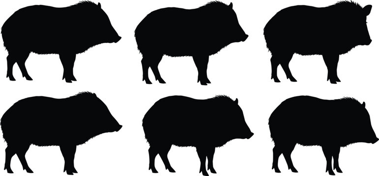 Peccary silhouette collection. Collared peccary or javelina wild pig vector set. Black isolated American wildlife mammal poses.