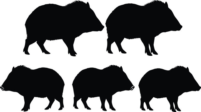 Peccary silhouette set. Collared peccary or javelina wild pig vector collection. Black isolated American wildlife mammal poses.