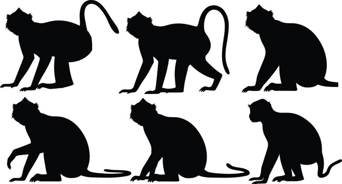 Langur monkey silhouettes. Asian primate sitting and walking poses with long curved tails. Forest wildlife langur vector illustration collection.