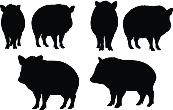 Peccary or javelina silhouette set. Collared peccary wild pig vector collection. Black isolated mammal poses of American wildlife animal.
