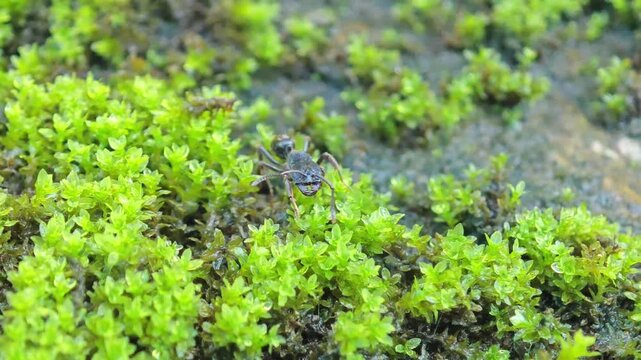 Close-up View of a Tiny Insect Crawling Across a Vibrant Green Mossy Surface in a Natural Micro-Environment