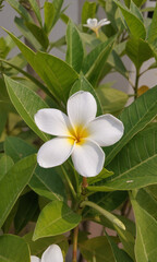 Fototapeta premium white frangipani flower