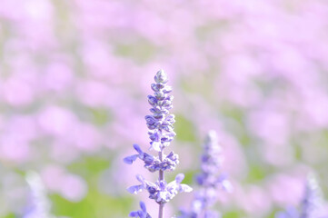 Obraz premium salvia blue giant or Blue Salvia, Mealy Cap Sage or Salvia farinacea Benth or Salvia farinacea or Salvia sp or Lamiaceae or purple flower