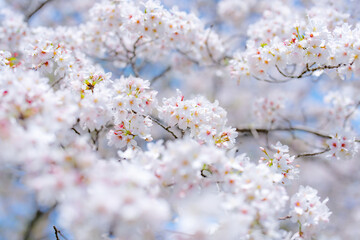 Fototapeta premium 桜
