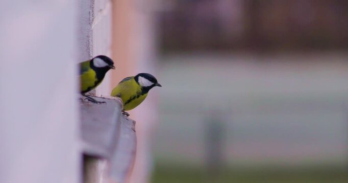 Great tits perch on a windowsill near a window feeder. Feeding wild birds at home in winter. Slow-motion video in 4K quality