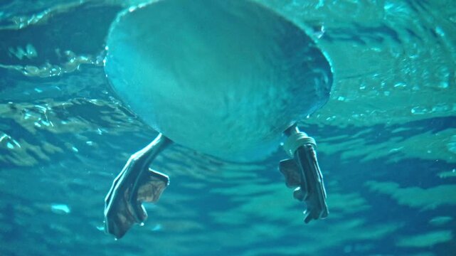 A duck floating on the water as seen from below the surface