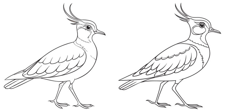 Two lapwing bird drawings side by side, detailed black and white outlines eps 10