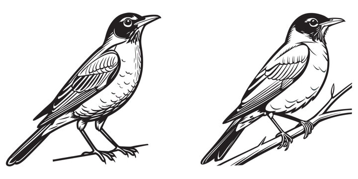 Two stylized robin drawings on white background, black and white outlines eps 10