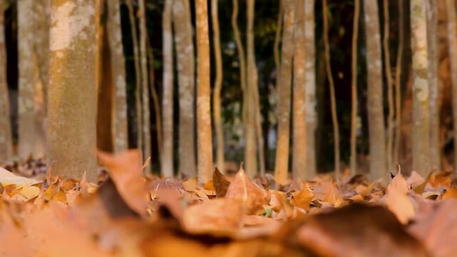 Low angle shot of dry autumn leaves on the ground in a rubber plantation forest, 4K.
