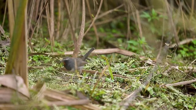The rare, untamed beauty of the Himalayan wilderness is showcased in this professional-grade, high-contrast observation of the bird&rsquo;s daily hunt.