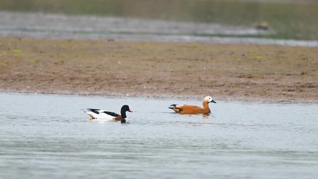 A cinematic view of Pakistan's migratory waterfowl, featuring the "Pied" Shelduck and the "Brahminy" Duck in their natural river habitat.