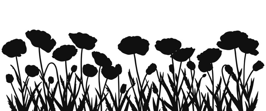 Wild poppy meadow silhouette dense floral border with grass isolated on transparent background, rich natural composition perfect for spring landscape decoration and vector illustration use.
