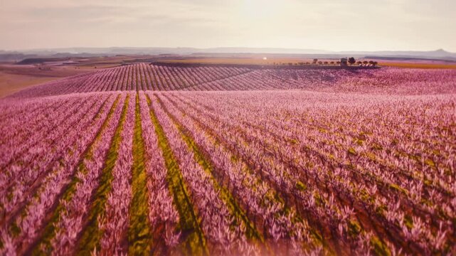 Smooth 4K aerial drone flight over vast peach blossom orchard in spring bloom. Endless rows of pink flowering peach trees across agricultural farmland landscape at sunrise, rural countryside nature