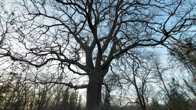 A massive, ancient oak tree spreads its intricate bare branches across the winter sky in Simferopol. The scene evokes a sense of quiet strength and peaceful solitude within the historic park.